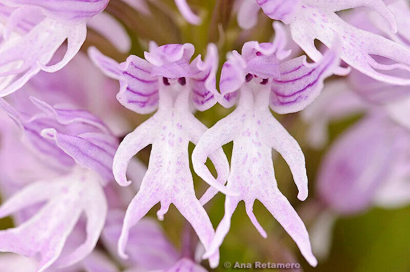 Orchis Italica Flower Seeds for Planting – Heirloom Non-GMO, High Germination Organic Garden Seeds