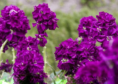 Matthiola Incana Deep Purple Flower Seeds for Planting – Heirloom Non-GMO, High Germination Organic Garden Seeds