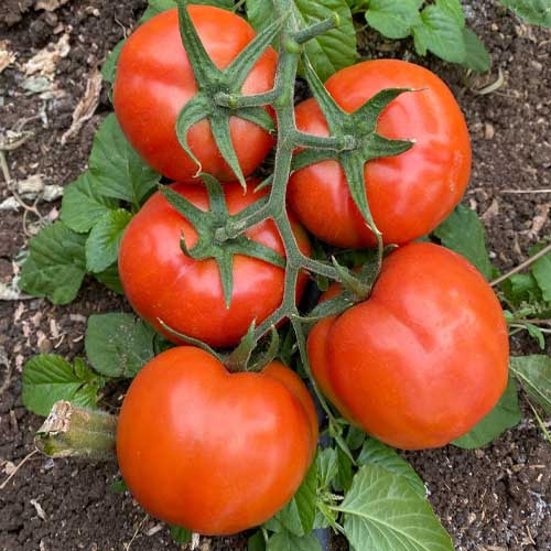 Red Tomato Vegetable Seeds for Planting – Heirloom & Non-GMO Seeds for Classic Garden Tomatoes