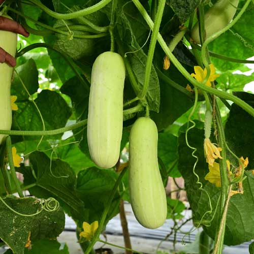 Indian White Cucumber Seeds for Planting – Heirloom, Non-GMO, High-Yield Vegetable Seeds for Home Garden
