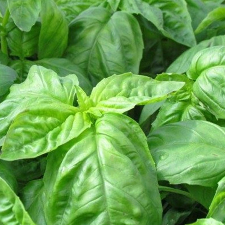 Napoletano Basil Herb Seeds – Heirloom, Non-GMO Easy Care Seeds for Garden Planting