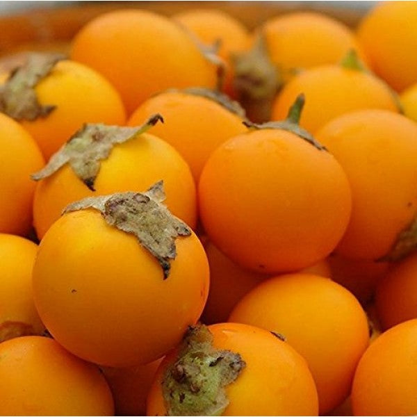 Naranjilla Fruit Seeds for Planting – Heirloom, Non-GMO Exotic Tart Citrus Garden Fruit Seeds
