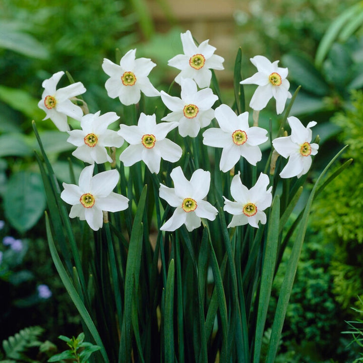 Narciso Flower Seeds for Planting – Heirloom Non-GMO, High Germination Organic Garden Seeds, Premium Quality
