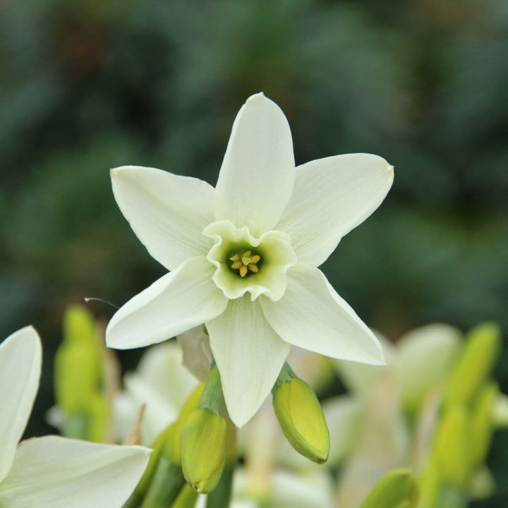 White Green Daffodil Flower Seeds for Planting – Heirloom, Non-GMO, High Germination Organic Garden Seeds