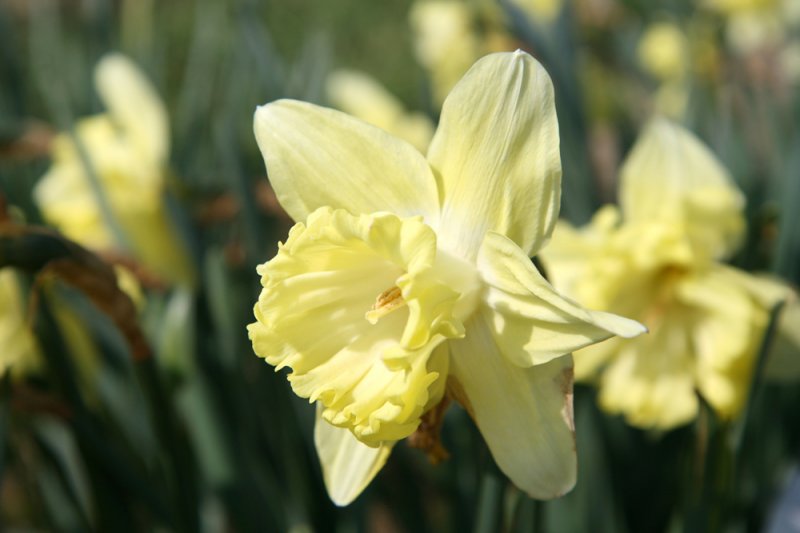 Light Yellow Daffodil Flower Seeds for Planting – Heirloom Non-GMO Organic Garden Seeds with High Germination