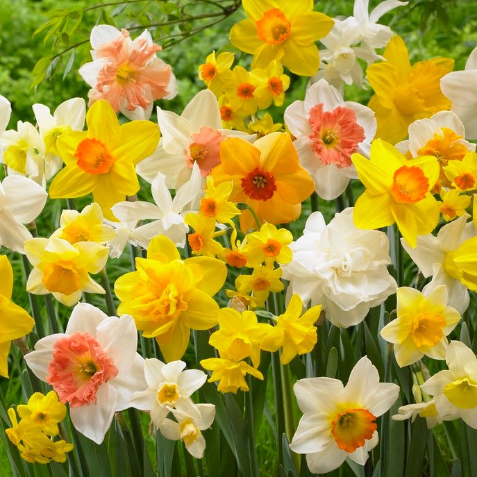 Mixed Double Petals Narcissus Flower Seeds for Planting – Heirloom, Non-GMO, High Germination Seeds