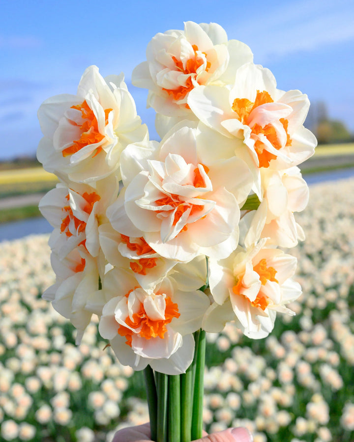 White Orange Double Narcissus Flower Seeds for Planting – Heirloom, Non-GMO, Pollinator Friendly, High Germination