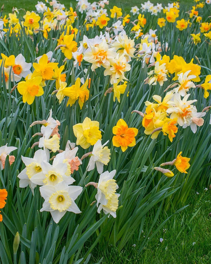 Multi-Color Narcissus Flower Seeds for Planting – Heirloom, Non-GMO Wildflower Mix, High Germination
