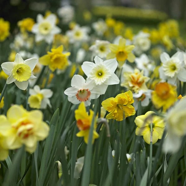 Mixed Colour Narcissus Flower Seeds for Planting – Heirloom Non-GMO High Germination Seeds