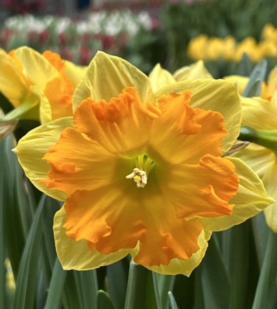 Light Orange Narcissus Flower Seeds for Planting – Heirloom, Non-GMO, High Germination Garden Seeds