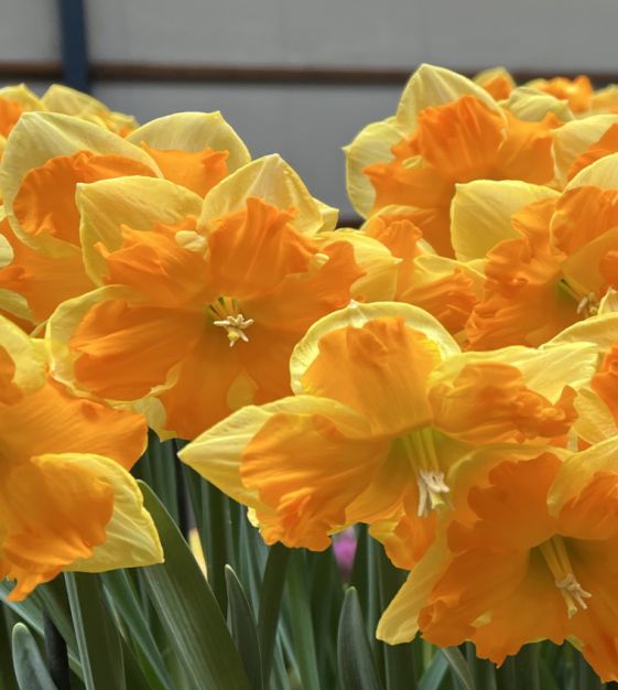 Yellow Orange Narcissus Flower Seeds for Planting – Heirloom, Non-GMO, Wildflower Mix, High Germination