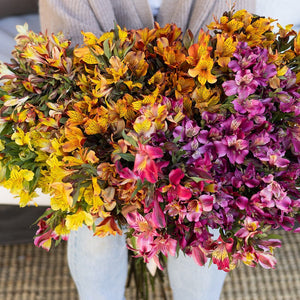 Flower Seeds, Seeds,Seeds For Planting,Plant Seeds