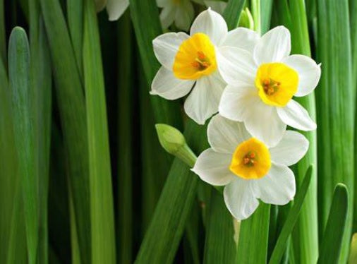 White Narcissus Flower Seeds for Planting Heirloom Non-GMO High Germination