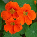 Orange Nasturtium Flower Seeds for Planting – Heirloom, Non-GMO, High Germination Organic Garden Seeds