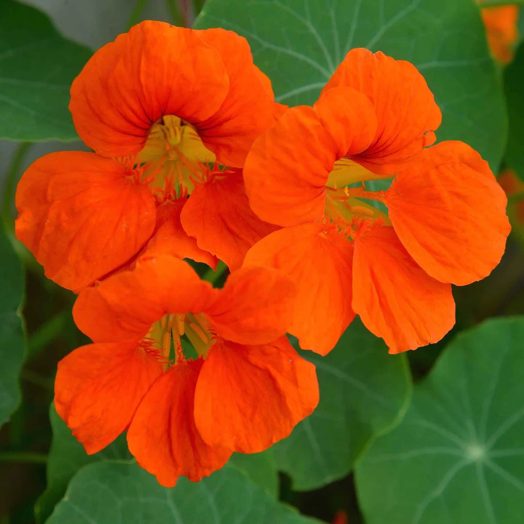 Dark Orange Nasturtium Flower Seeds for Planting – Heirloom Non-GMO, High Germination Organic Garden Seeds