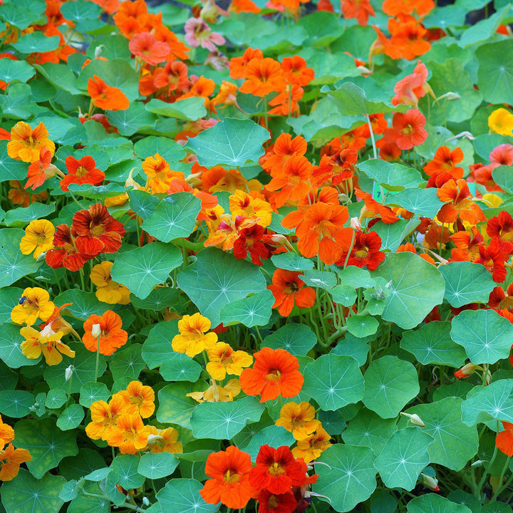 Flower Seeds, Seeds,Seeds For Planting,Plant Seeds