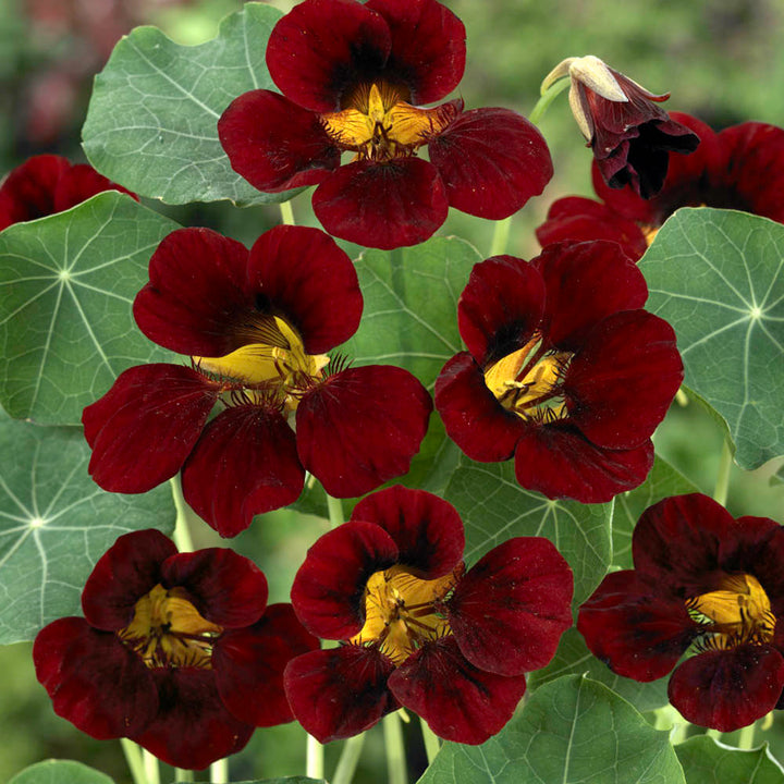 Maroon Nasturtium Flower Seeds for Planting – Heirloom, Non-GMO, High Germination Organic Garden Seeds