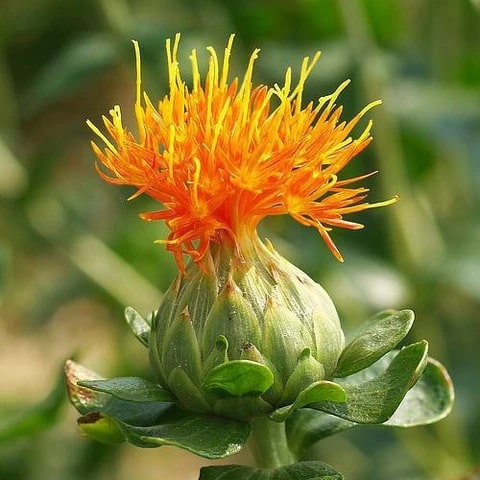 SafFlower Seeds for Planting – Heirloom Non-GMO, High Germination Organic Garden Seeds