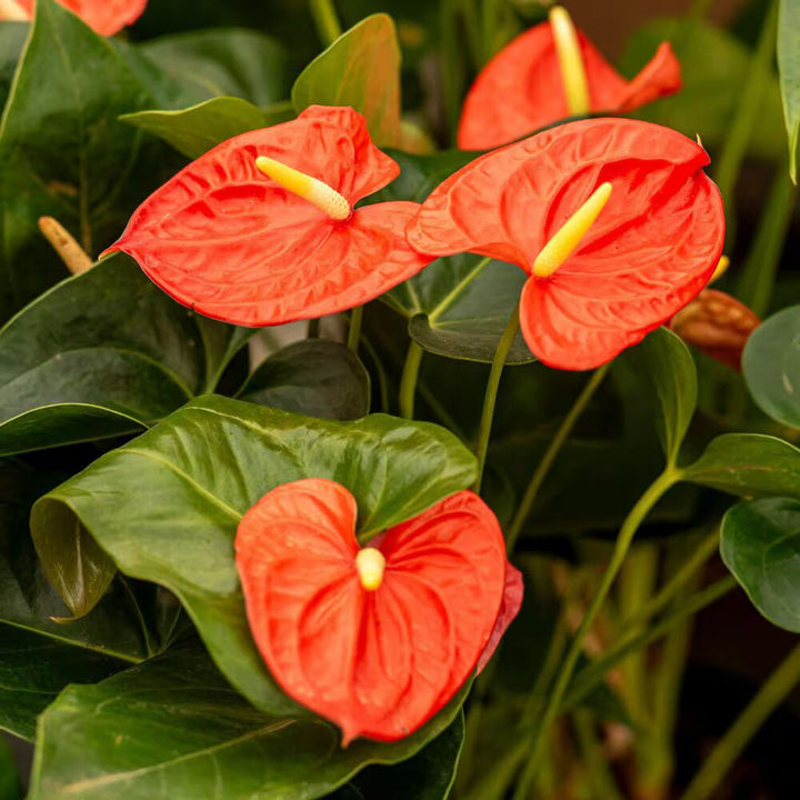Anthurium Light Orange Flower Seeds for Planting 100 pcs - Fragrant Blossoms, Heirloom & GMO Free Seeds for Home Garden