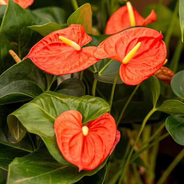 Heirloom Anthurium Flower Seeds for Planting – Shade Tolerant, Heirloom & Non-GMO Home Garden Seeds