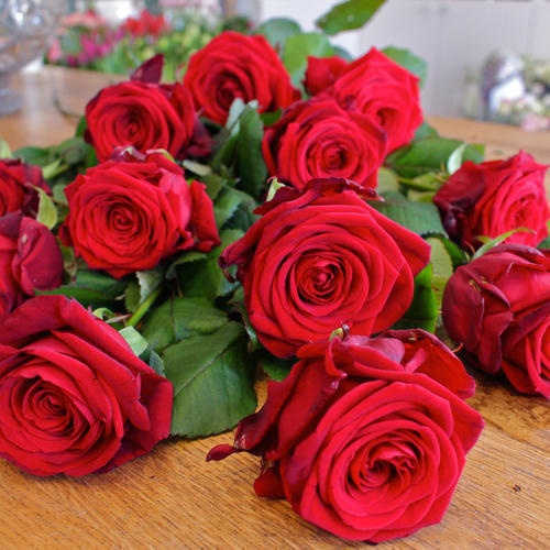 Rose Flower seeds for Planting – Easy to Grow Heirloom Non-GMO Organic Garden Seeds