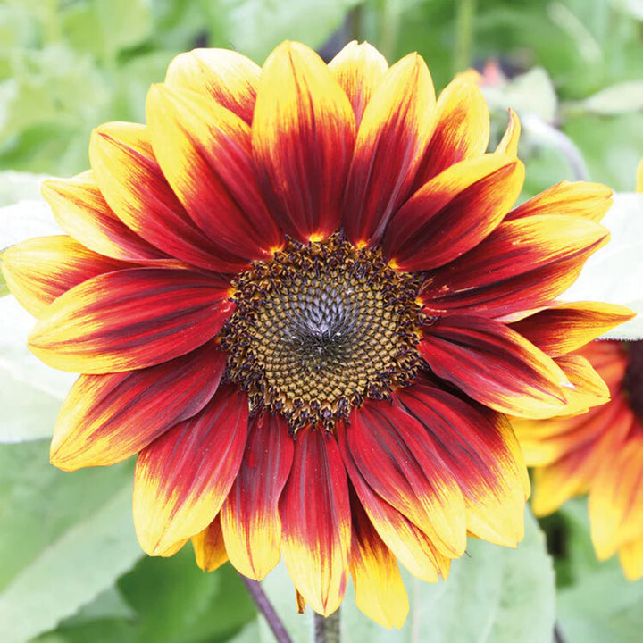 Yellow Red SunFlower Seeds for Planting – Heirloom Non-GMO, High Germination Organic Garden Seeds