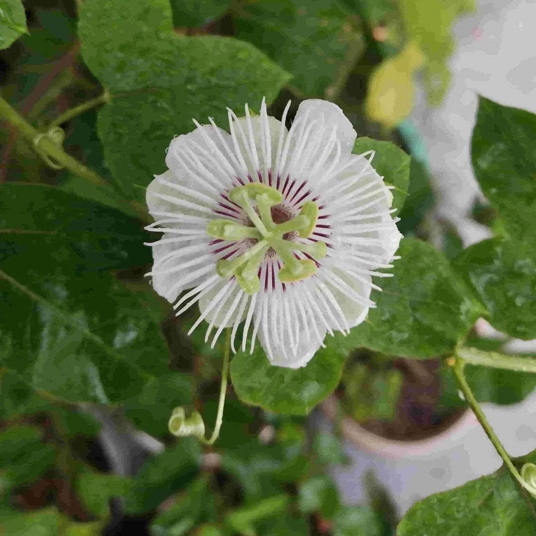 White Passion Flower Seeds for Planting - Heirloom, Non-GMO, Shade Tolerant Organic Garden Seeds