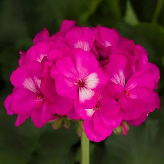 Pink Geranium Flores Perennial Flower Seeds for Planting – Heirloom, Non-GMO, Seasonal Bloomer Organic Seeds