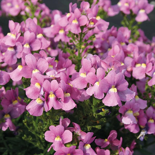 Flower Seeds, Seeds,Seeds For Planting,Plant Seeds