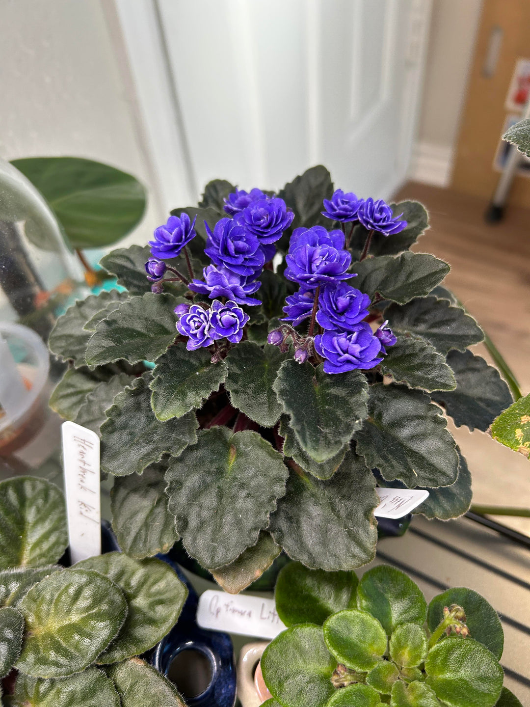 Dark Blue Mini Violet Flower Seeds for Planting – Heirloom, Non-GMO, Shade-Tolerant Organic Garden Seeds