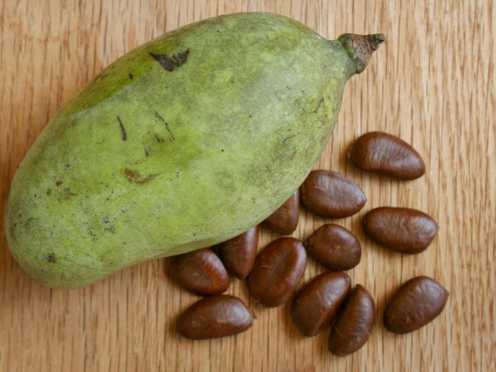 Pawpaw fruit seeds for planting – Heirloom & Non-GMO Garden seeds