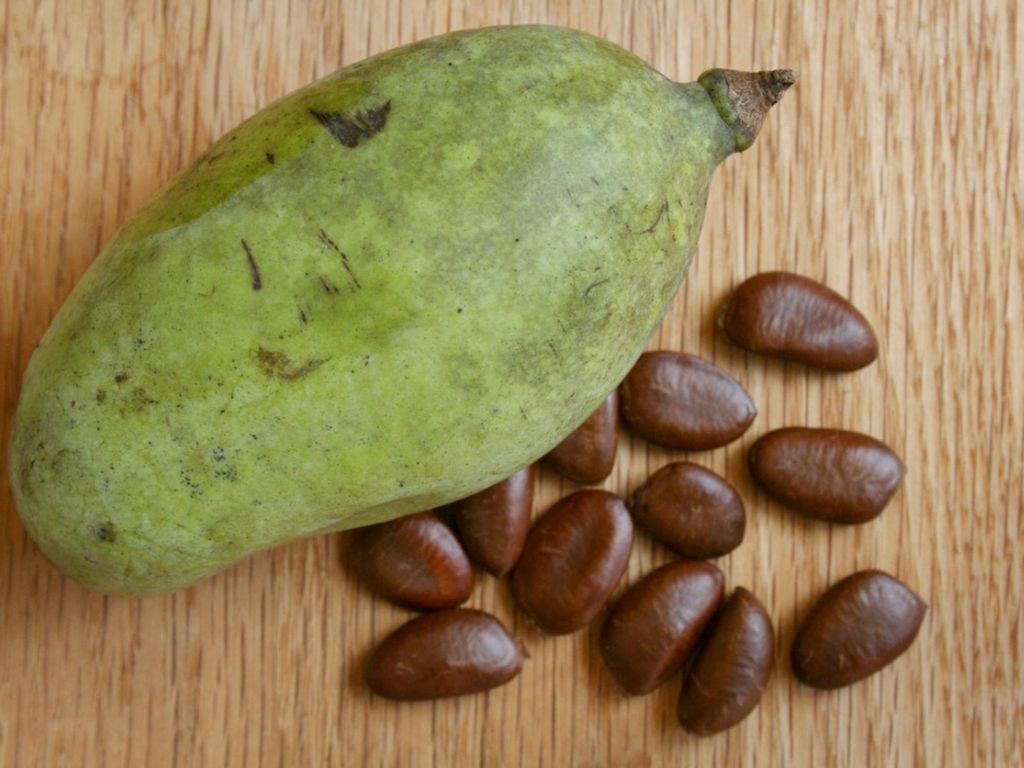 Pawpaw fruit seeds for planting – Heirloom & Non-GMO Garden seeds