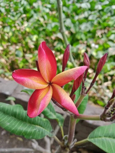 Rubra Flower Seeds for Planting – Premium Quality Heirloom Non-GMO, High Germination Organic Garden Seeds