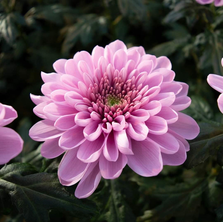 Baby Pink Chrysanthemum Flower seeds for Planting - Pollinator Friendly, Heirloom & GMO Free Seeds for Home Garden Non-GMO
