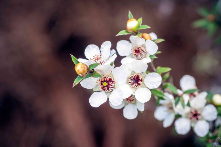 Leptospermum Flower Seeds for Planting – Heirloom Non-GMO Seeds for Home Garden, High Germination