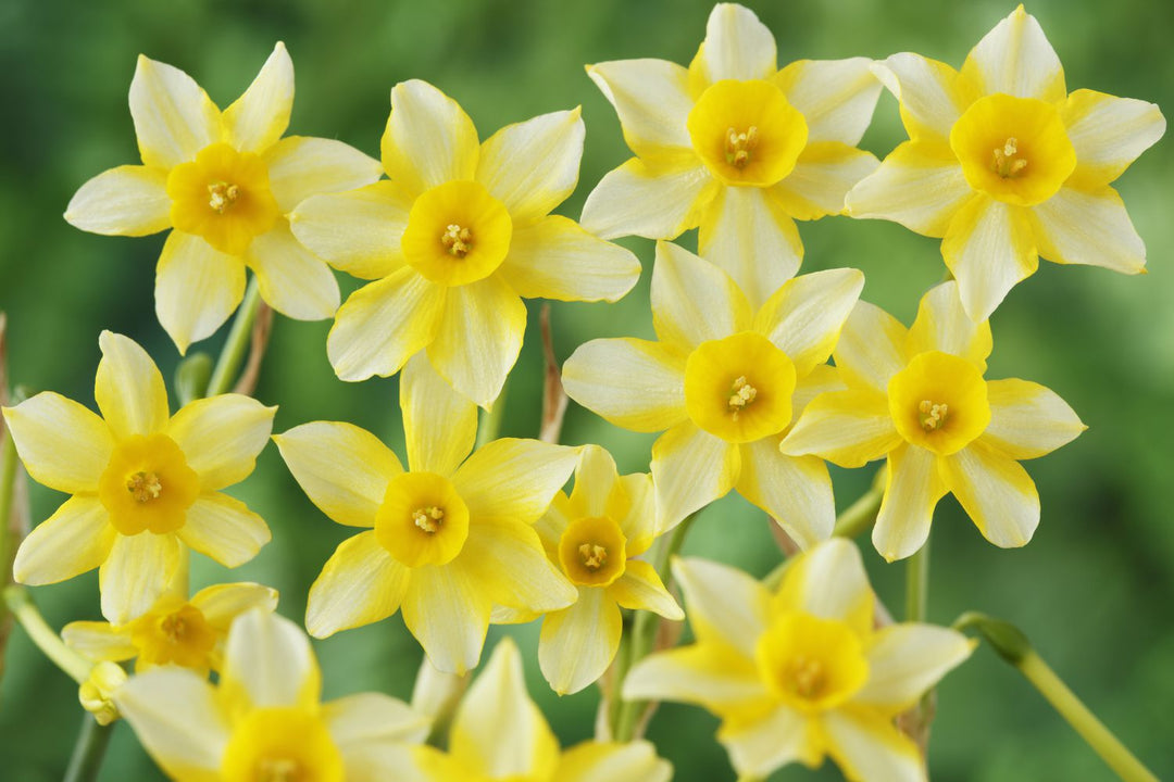 Light Yellow Daffodil Flower Seeds for Planting – Heirloom Non-GMO, High Germination Organic Garden Seeds
