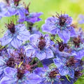 Nigella Hispanica Flower Seeds for Planting – Heirloom, Non-GMO Black Cumin Blooms for Unique Garden Displays