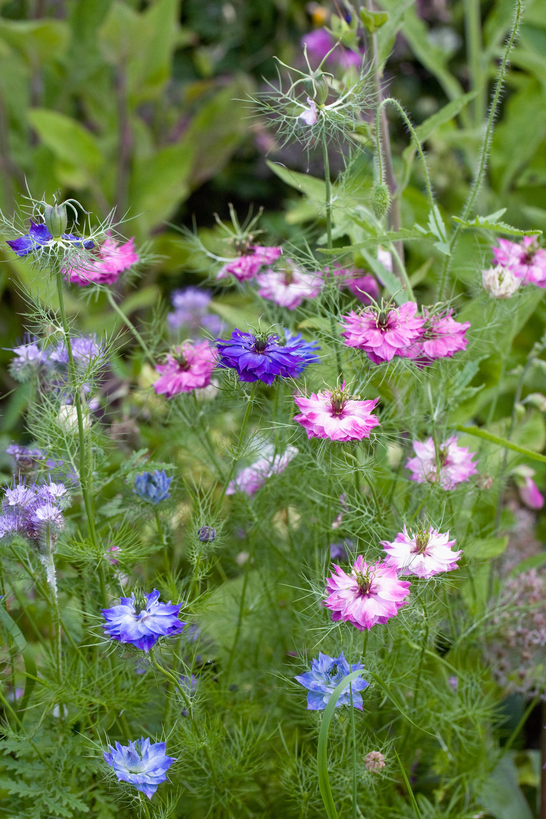 Damascena Flower Seeds – Premium Heirloom Blooms for Home Gardens