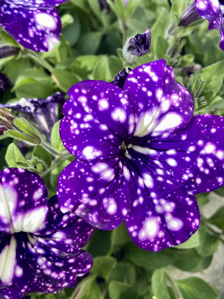 Dark Violet Starry Petunia Flower Seeds for Planting – Heirloom, Non-GMO, High Germination Organic Garden Seeds
