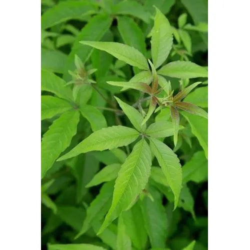 Nirgundi Herb Seeds for Planting – Heirloom, Non-GMO, Organic Garden Seeds with High Germination