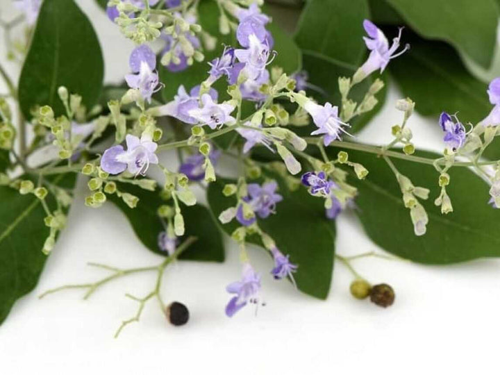 Brown Nirgundi Herb Seeds – Heirloom, Non-GMO Seeds for Garden Planting with Rich Aroma