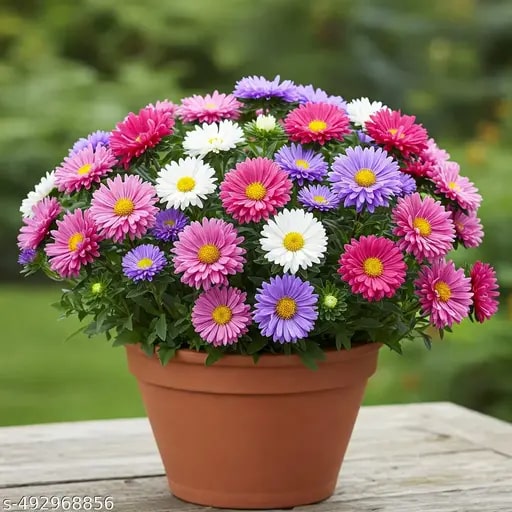 Aster Flower seeds for Planting - Vibrant Colors, Heirloom &amp; GMO Free Seeds for Home Garden | High Germination Non-GMO