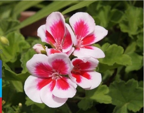 Pink White Geranium Flower Seeds for Planting – Hardy Variety, Heirloom & Non-GMO Organic Garden Seeds