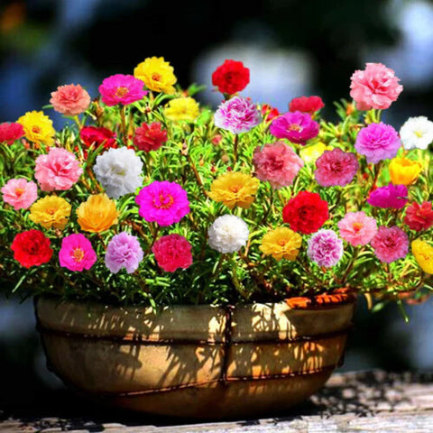 Flower Seeds, Seeds,Seeds For Planting,Plant Seeds