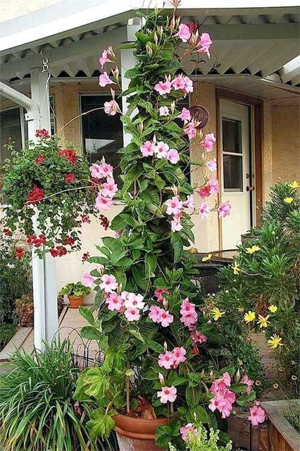 Mandevilla Flower Seeds for Planting – Wildflower Mix, Heirloom, Non-GMO, High Germination Garden Seeds
