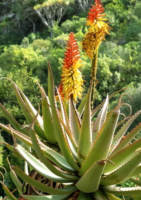 Aloe Vera Plant Seeds for Planting – Heirloom, Non-GMO Medicinal Succulent for Skincare & Home Remedies