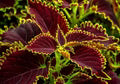 Red Yellow Coleus Seeds – Heirloom, Non-GMO, Cut Flower Favorite