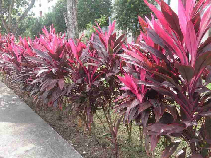 Flower Seeds, Seeds,Seeds For Planting,Plant Seeds
