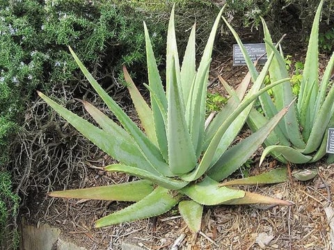 Green Aloe Vera for Planting – Heirloom, Non-GMO, High Germination Organic Garden Seeds