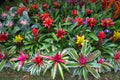 Mixed Bromeliad Flower Seeds for Planting – Heirloom, Non-GMO, High Germination Organic Garden Seeds